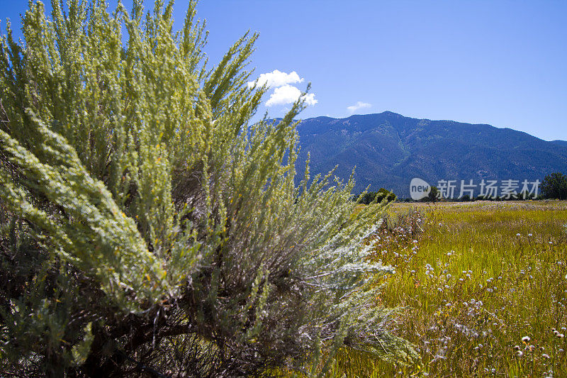 道家，NM:山艾，草原，背景山