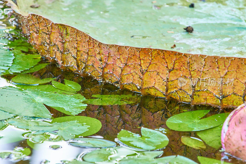 维多利亚amazonica