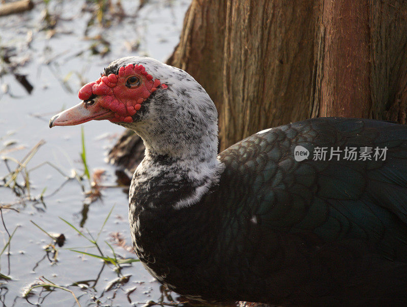 莫斯科鸭的特写