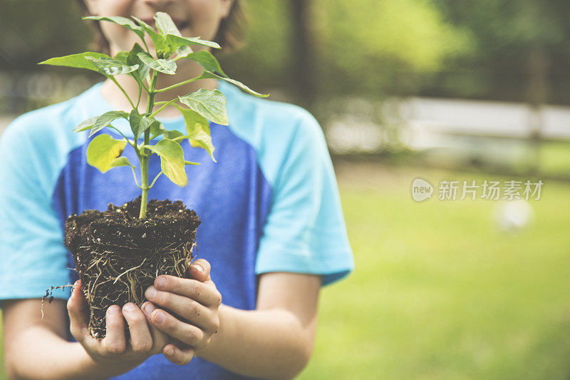 小男孩把幼苗种在户外的泥土里。