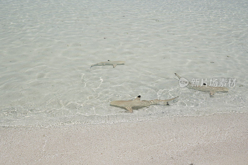 马尔代夫水里的小鲨鱼