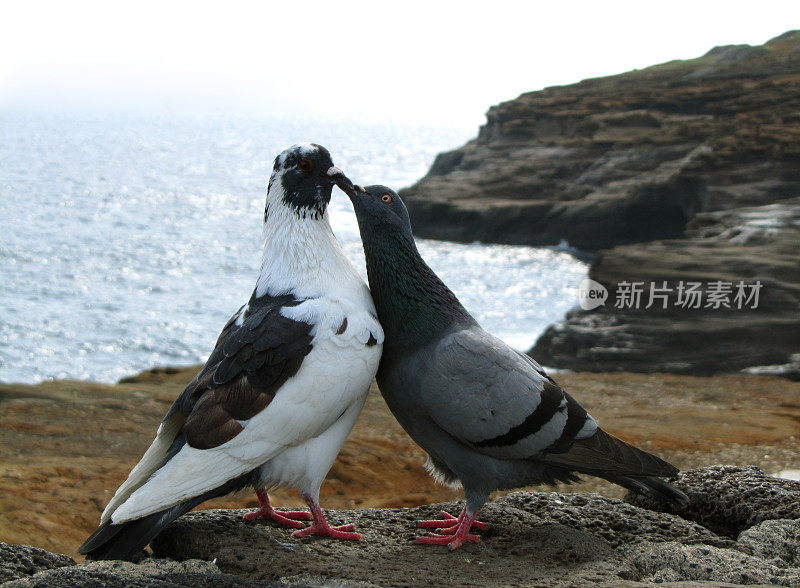 鸽子接吻