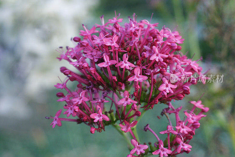 特写红缬草的花