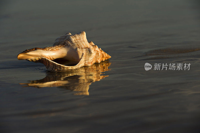 海滩上的海螺