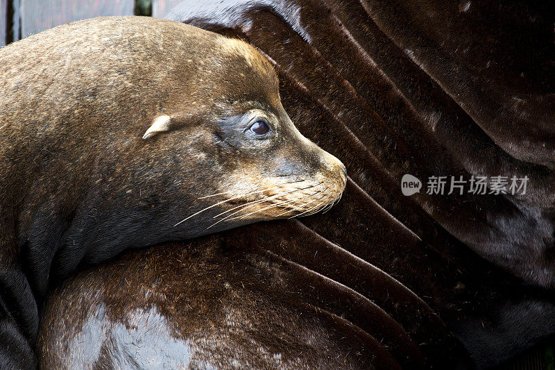 小海狮