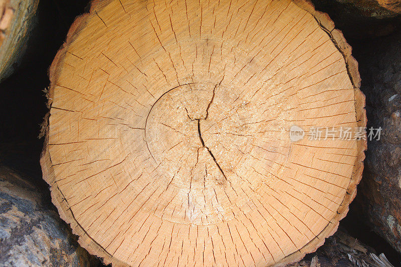 树木年轮表面木材侧粗木纹圆片