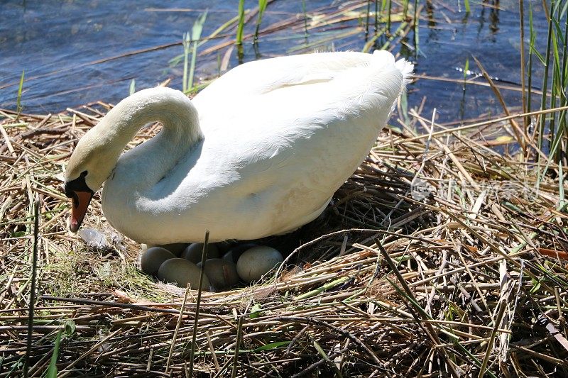 白天鹅的颜色有许多蛋在巢，意大利桑斯托万