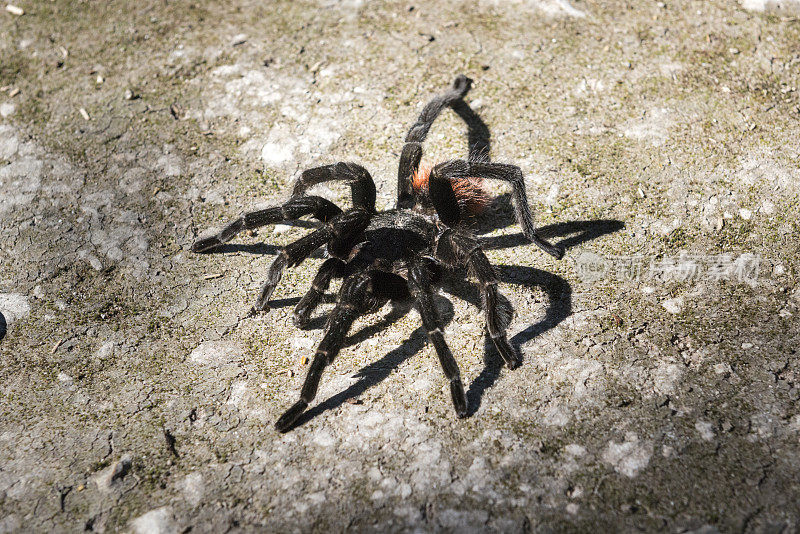 黑蜘蛛在地上