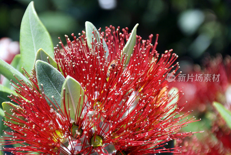 Pohutukawa(都市美学)