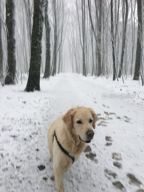 金毛寻回犬