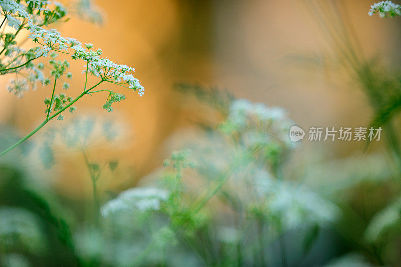 草地上的牛欧芹