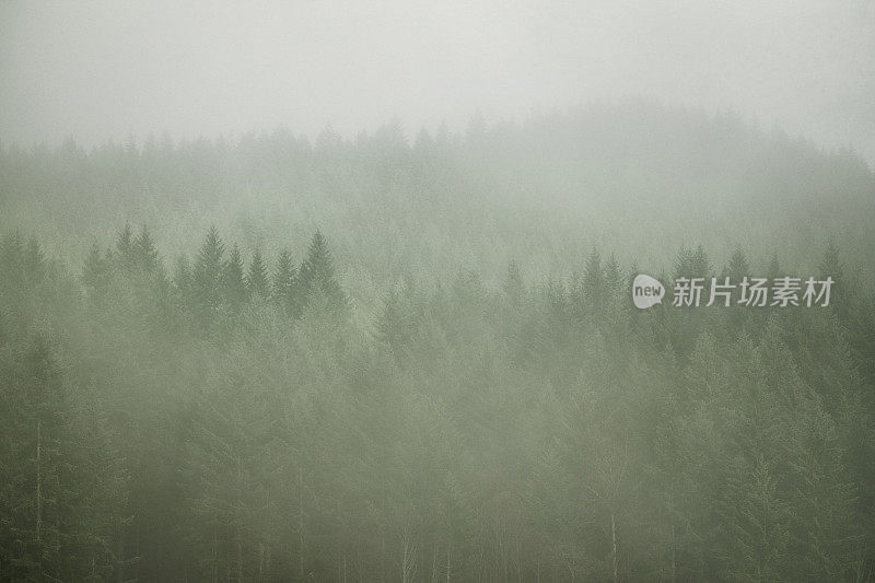 晨雾中的道格拉斯冷杉山坡