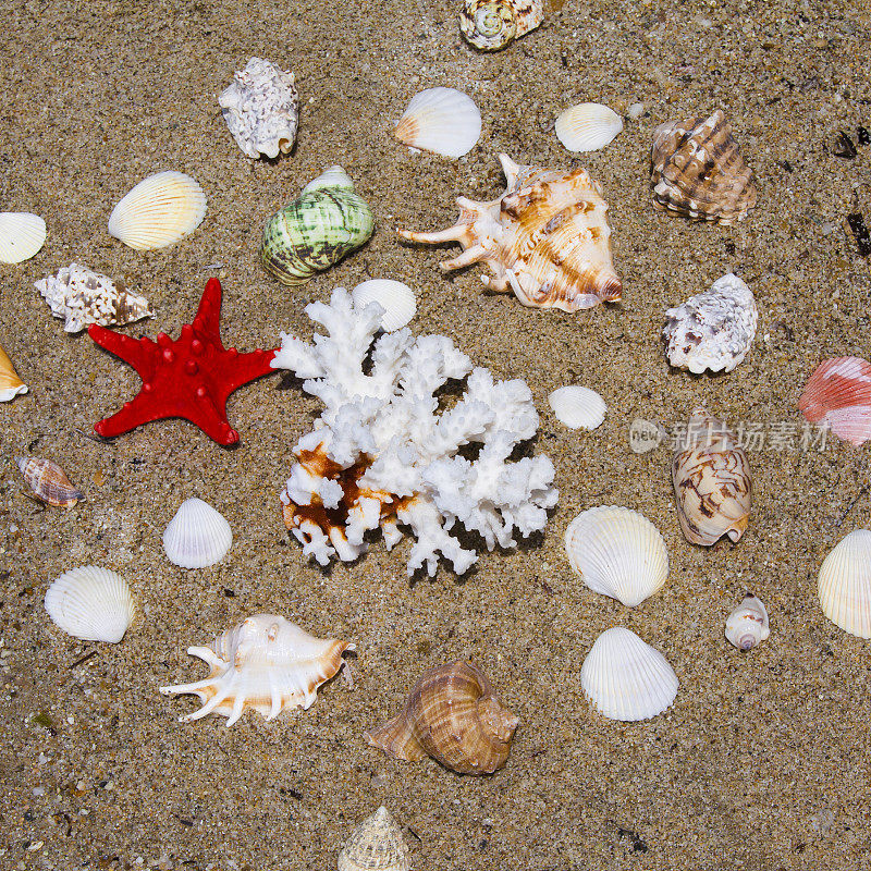 沙滩上有贝壳、珊瑚和海星