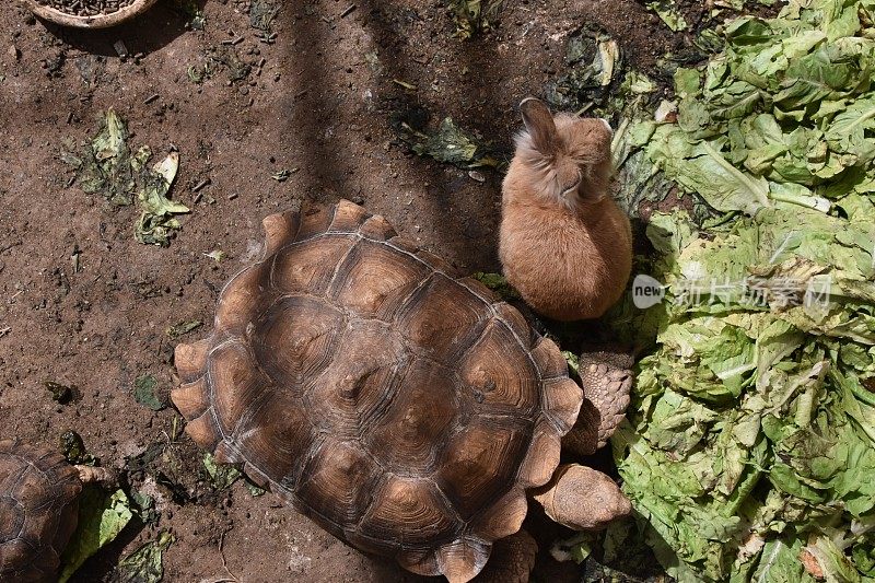 一只兔子和一只乌龟