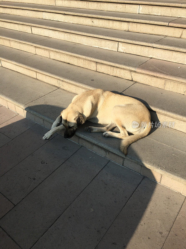 流浪狗睡在街上