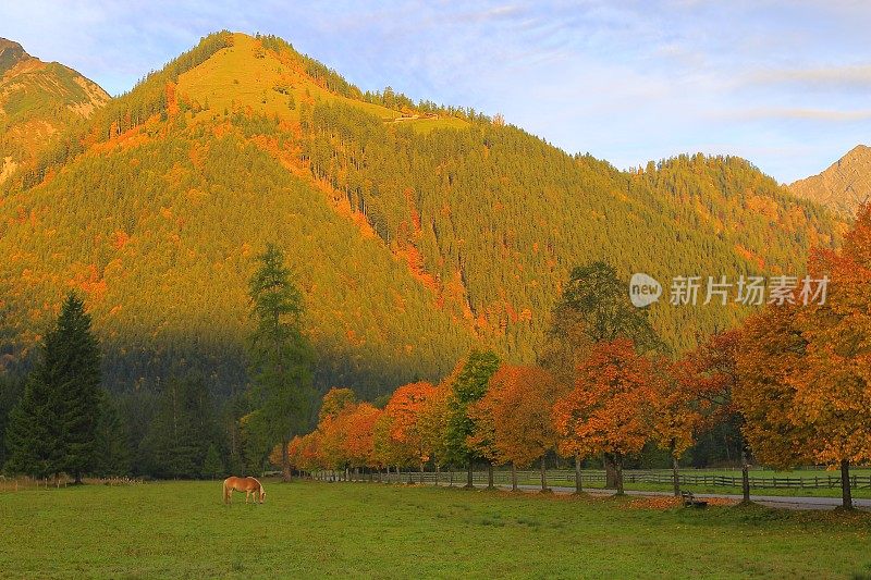 哈夫林格马-种马在阿尔卑斯景观附近的卡文德尔山脉和巴伐利亚阿尔卑斯山在德国-雄伟的高山景观在金色的秋天，戏剧性的蒂罗尔山全景和田园式的蒂罗尔草地，奥地利