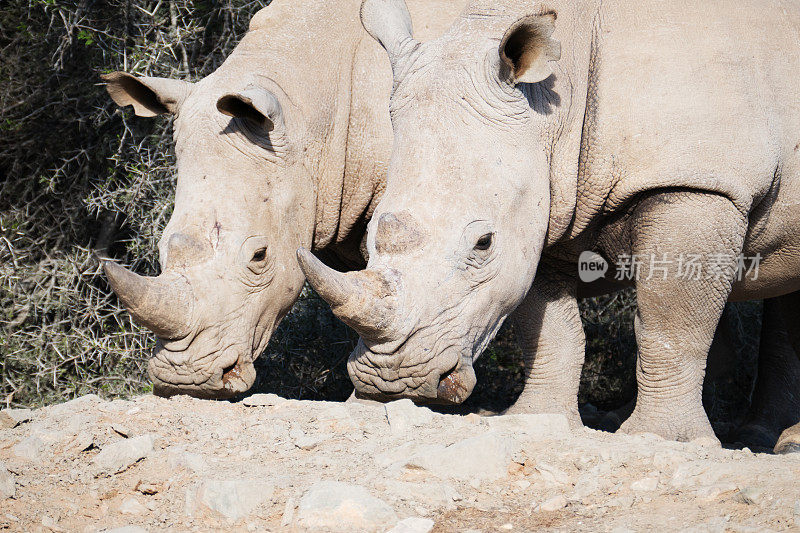 南非小卡鲁野生动物保护区的两头白犀牛