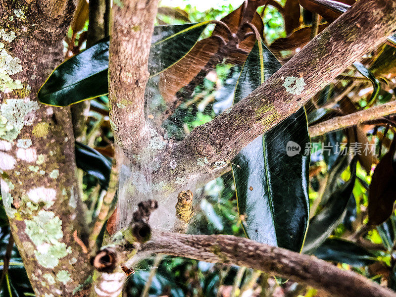 蛛网上的雨滴