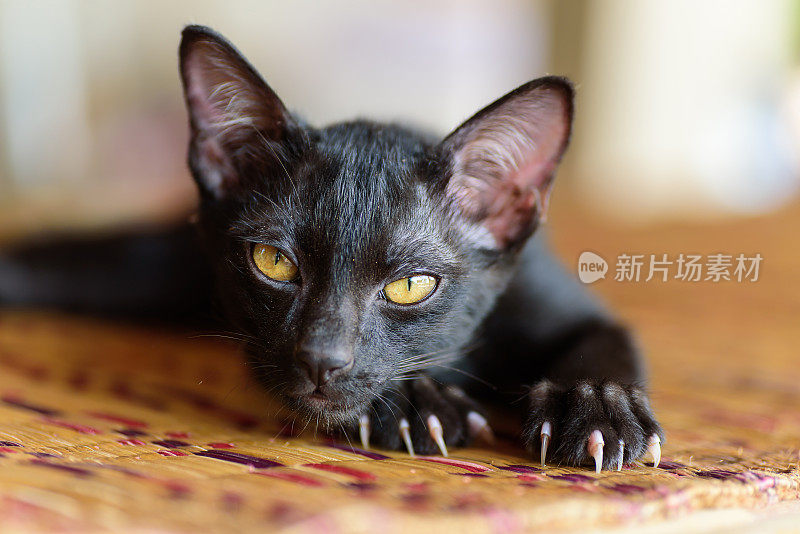 黑猫在垫子上乱抓乱抓