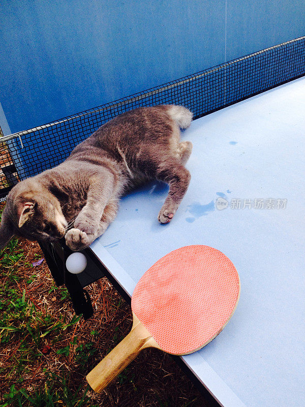 猫在打乒乓球。序列