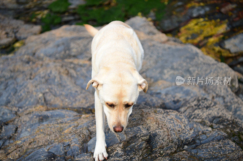 康沃尔一个渔村的拉布拉多寻回犬