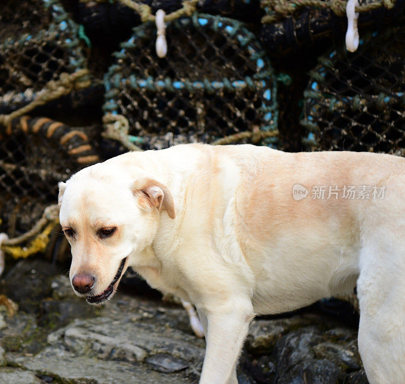 康沃尔一个渔村的拉布拉多寻回犬