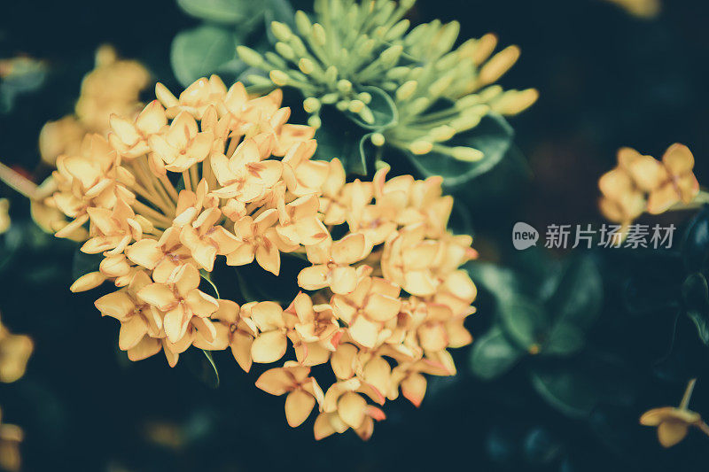 美丽的黄色小花或穗花。