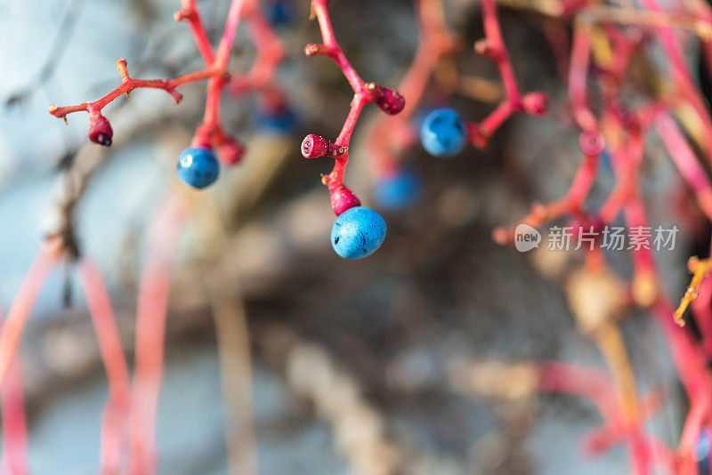 葡萄常青藤蓝色水果特写秋天