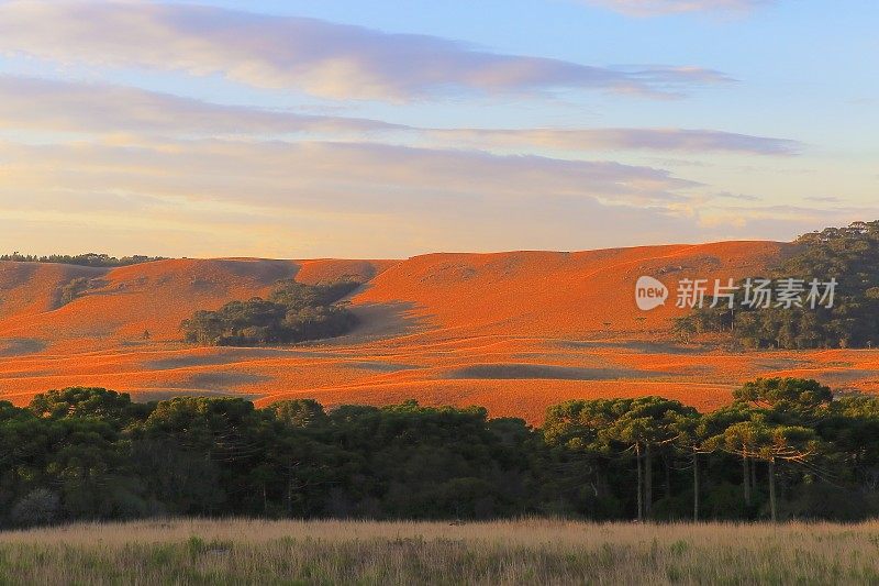 巴西南部，在金色日出的山丘上，有天南星松树的田园诗般的风景