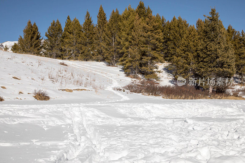 科罗拉多州圣胡安国家森林的雪地上留下的足迹