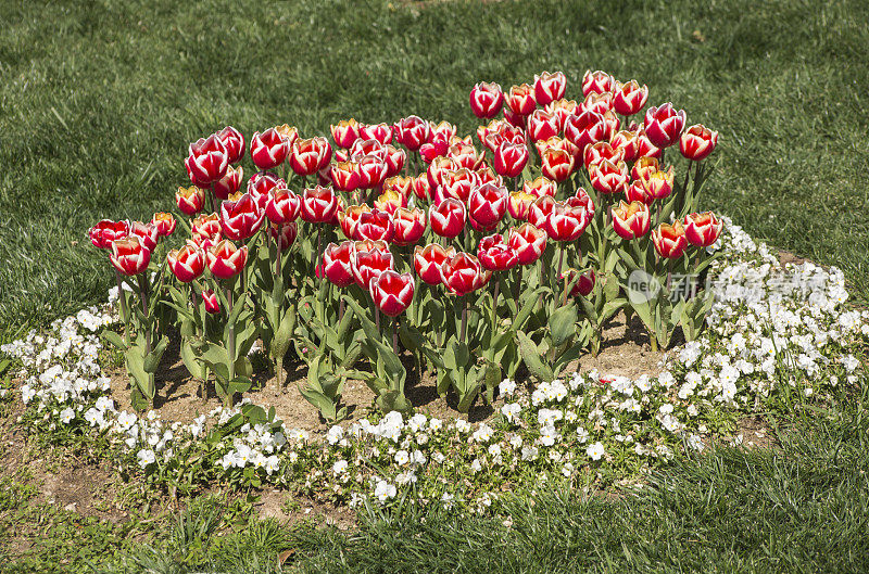 土耳其伊斯坦布尔公园装饰郁金香花