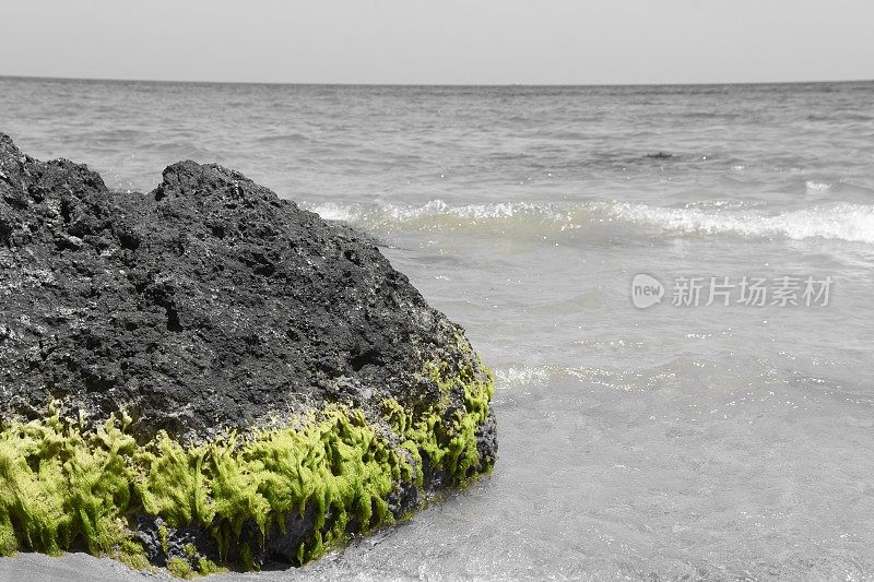 伊比沙海滩的海藻