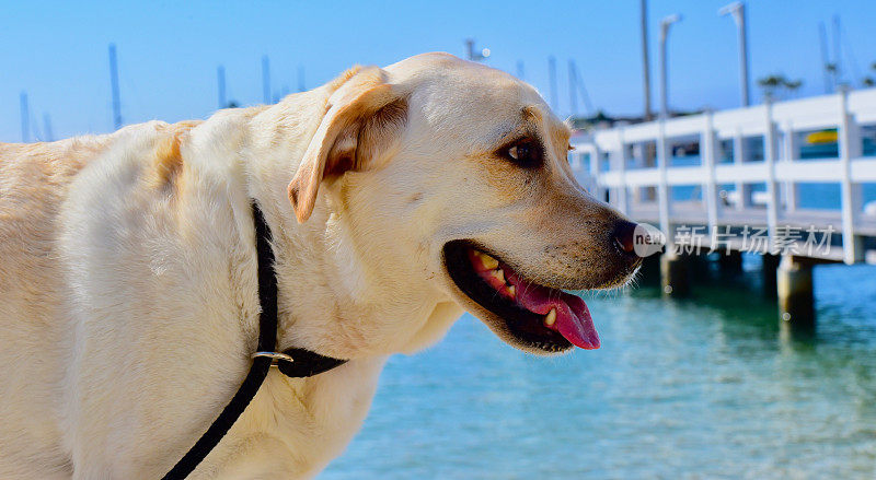 纽波特海滩港的拉布拉多寻回犬