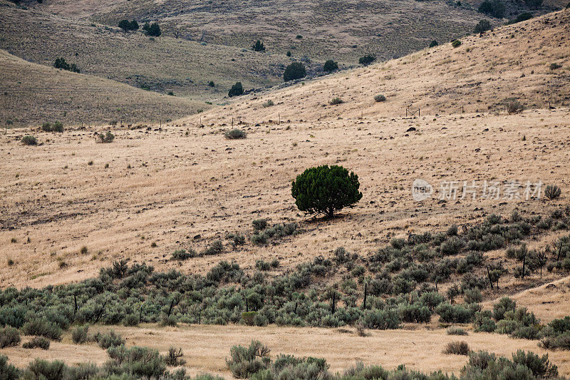 黄昏时分，犹他州开阔地带的一棵孤独的树