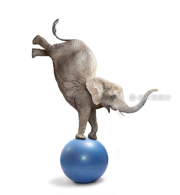 快乐的大象大象在一个球上平衡。