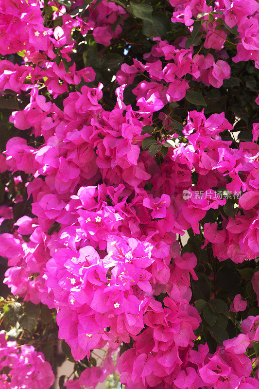 粉红色的叶子花属背景