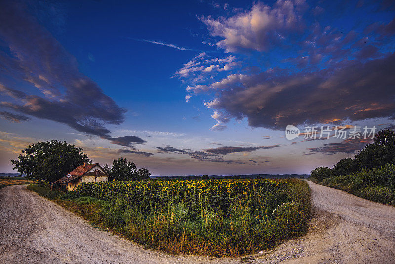 夏末向日葵田的全景图