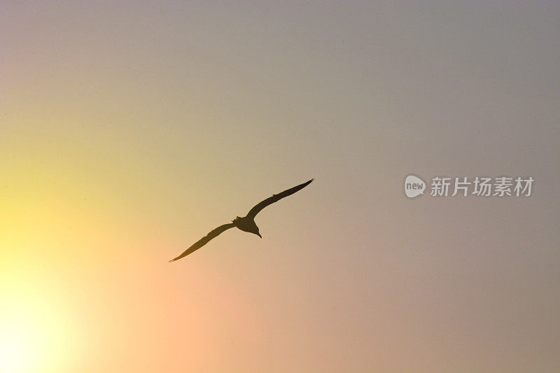 大海鸥在太阳附近飞翔。