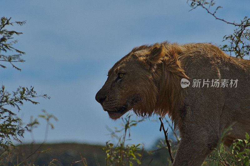 南非一只小狮子的肖像照片。