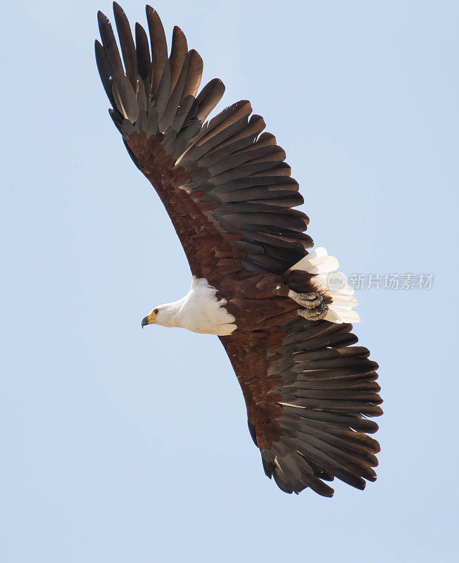 非洲Fish-Eagle