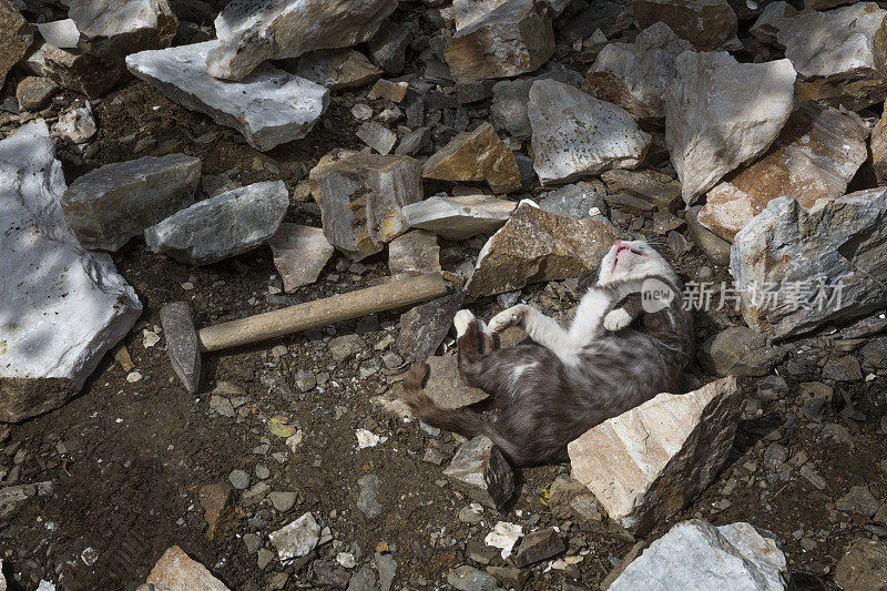 在瓦砾堆中放松的猫