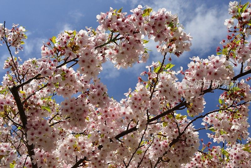 樱花，泽西岛，英国