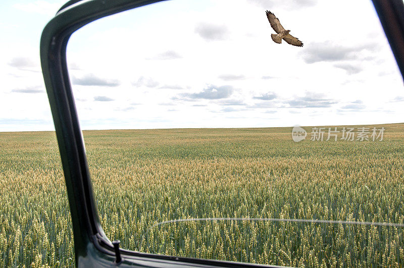 斯文森的鹰飞过秋天的麦田