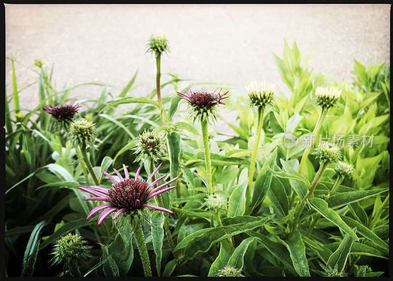 松果花开始开花和日本甲虫