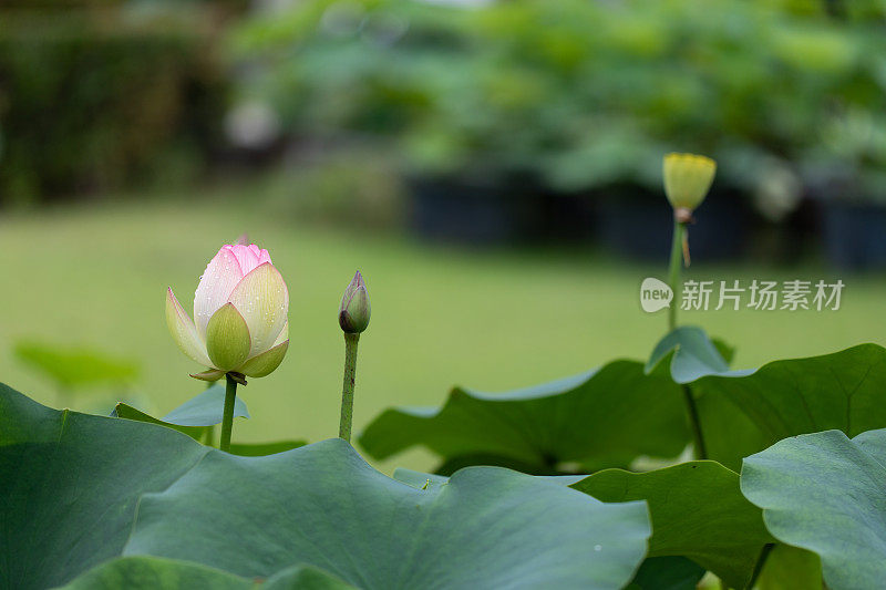 水滴在荷花上