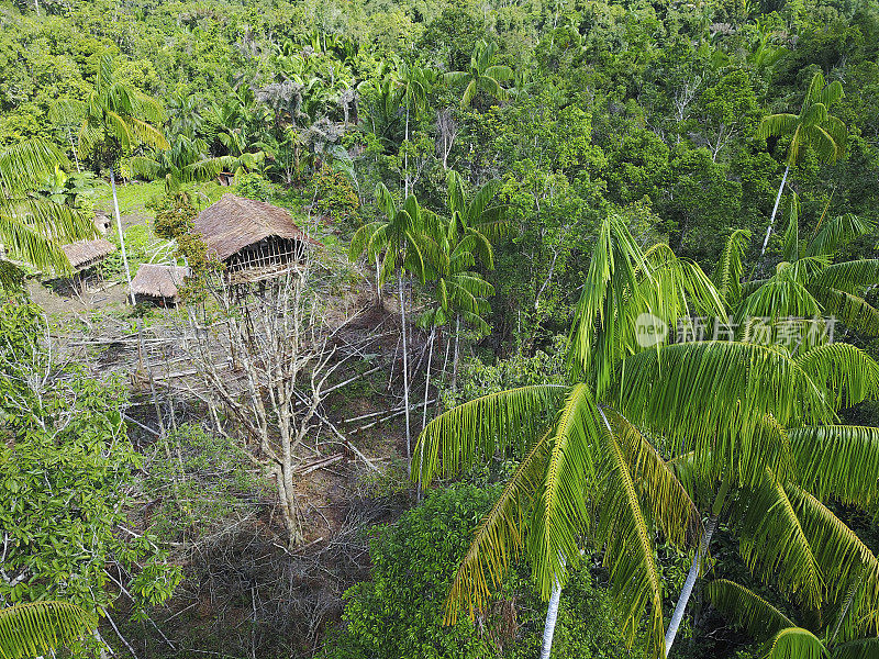 印尼西巴布亚丛林空地上的科罗威树屋