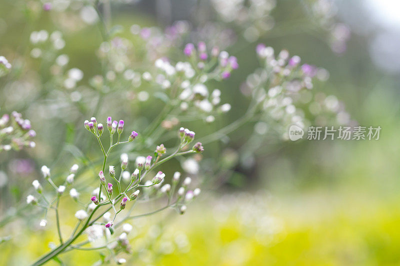 小铁草，灰白色的蓬属或紫色的蓬属。学名是灰兰藻