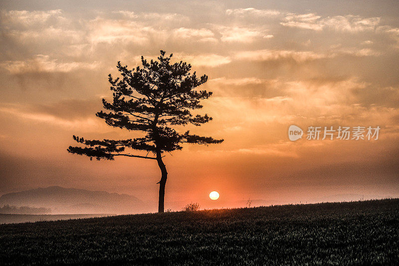 太阳从麦田里升起