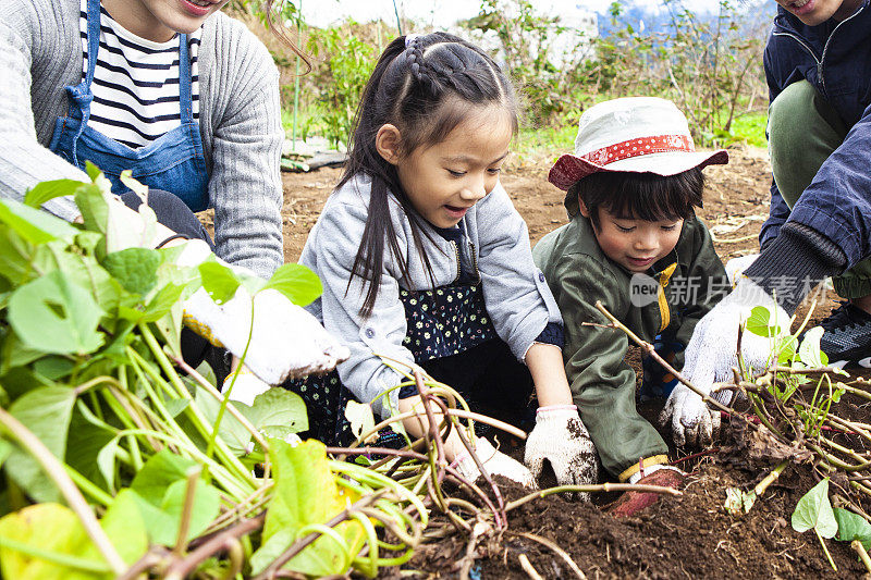 孩子们在和父母一起挖菜