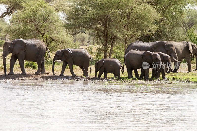 坦桑尼亚Tarangire国家公园的非洲象属Loxodonta